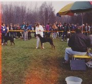 Dog show, Katowice- me handling Falko from breeding “Oświecona Dolina”, 1992