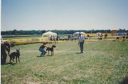 International dog show, Warsaw– me and Lora win Polish Champion title, 1995