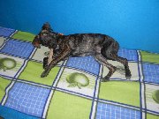 Rodi